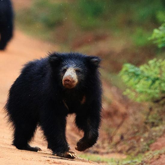 Wilpattu National Park